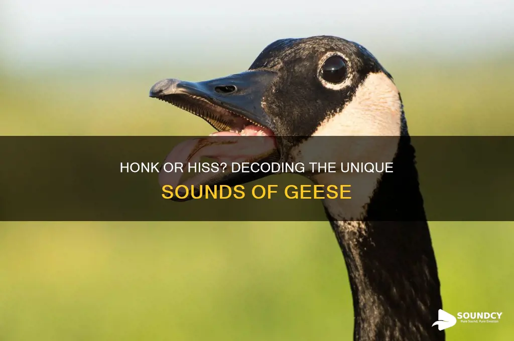 what sound does goose make