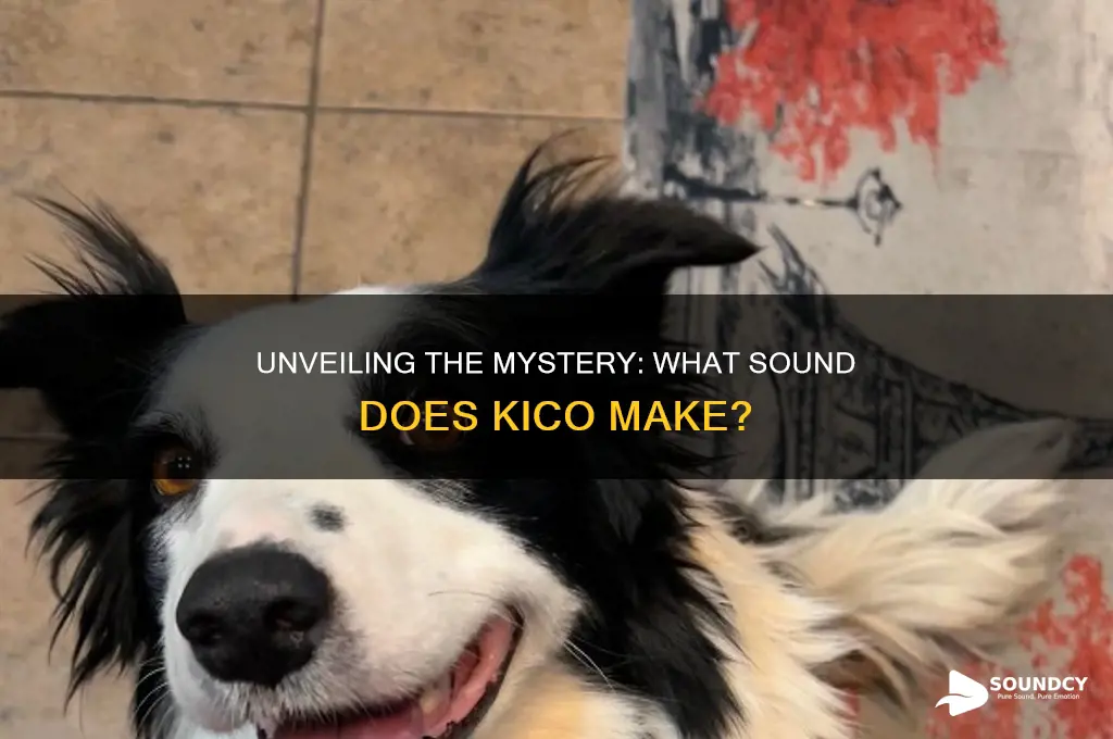 what sound does kico make