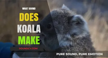 Unveiling the Unique Vocalizations: What Sound Does a Koala Make?