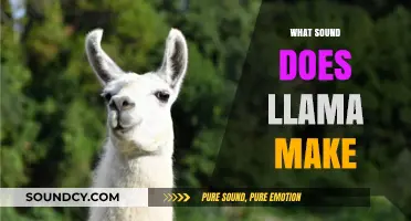Unveiling the Unique Vocalizations: What Sound Does a Llama Make?