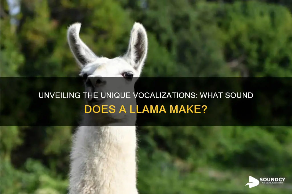 what sound does llama make