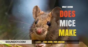 Uncovering the Quiet Squeaks: What Sound Does Mice Make?