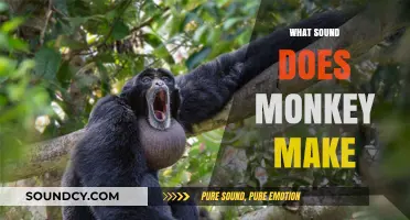 Unveiling the Unique Vocalizations: What Sound Does a Monkey Make?