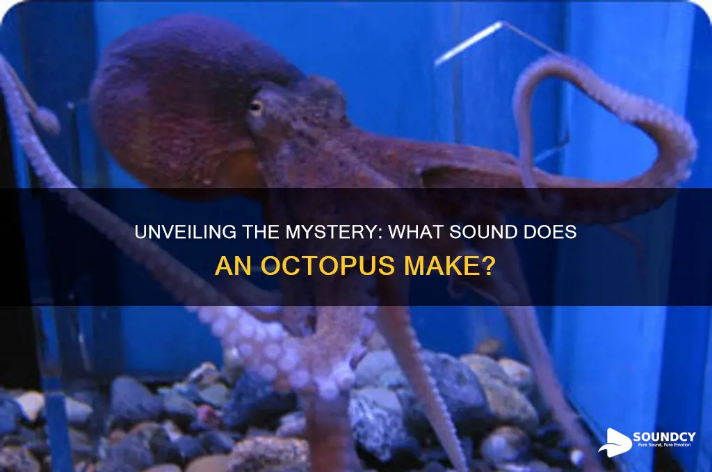 what sound does octopus make