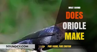 Discover the Unique and Enchanting Sounds of Orioles in Nature