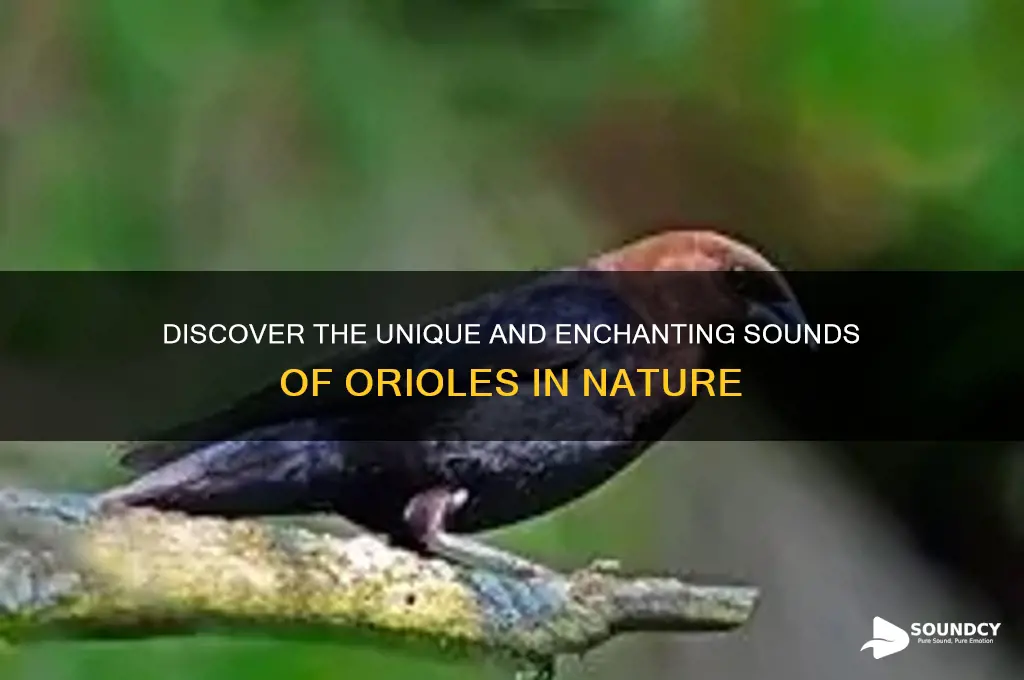 what sound does oriole make