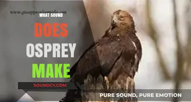 Unveiling the Unique Call: What Sound Does an Osprey Make?
