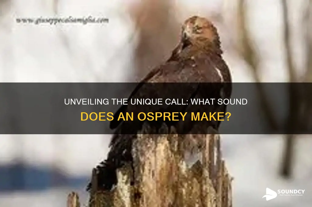 what sound does osprey make