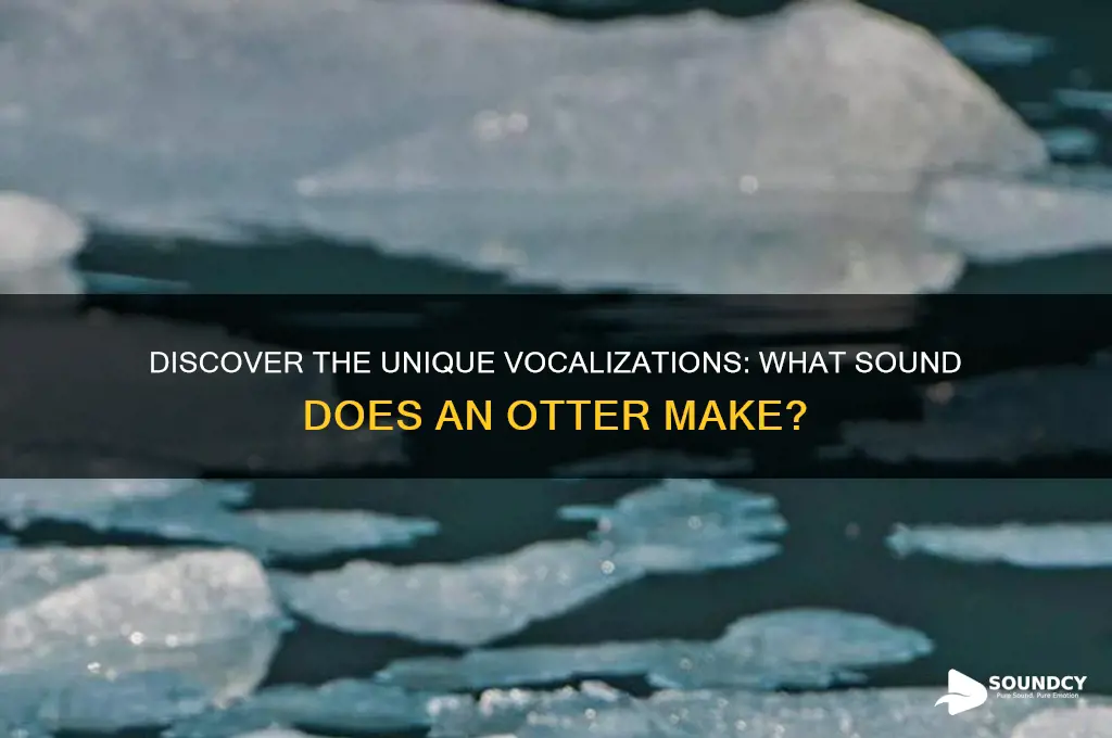 what sound does otter make