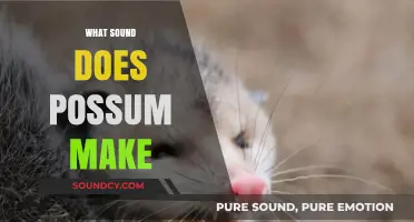 Unveiling the Mysterious Sounds of Possums: What Do They Really Make?
