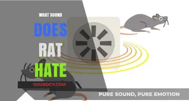 Unwanted Rodents? Discover the Sounds Rats Despise and Avoid