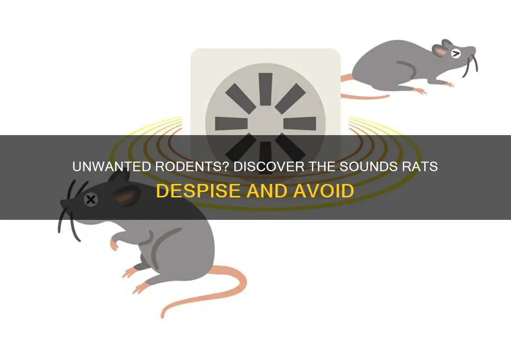 what sound does rat hate