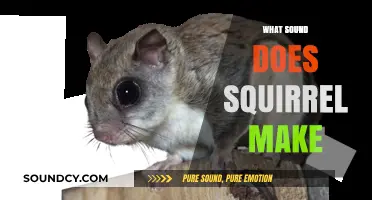 Uncovering the Unique Sounds: What Noise Does a Squirrel Make?