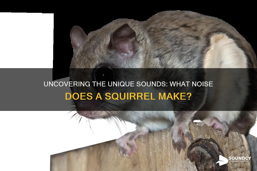 what sound does squirrel make