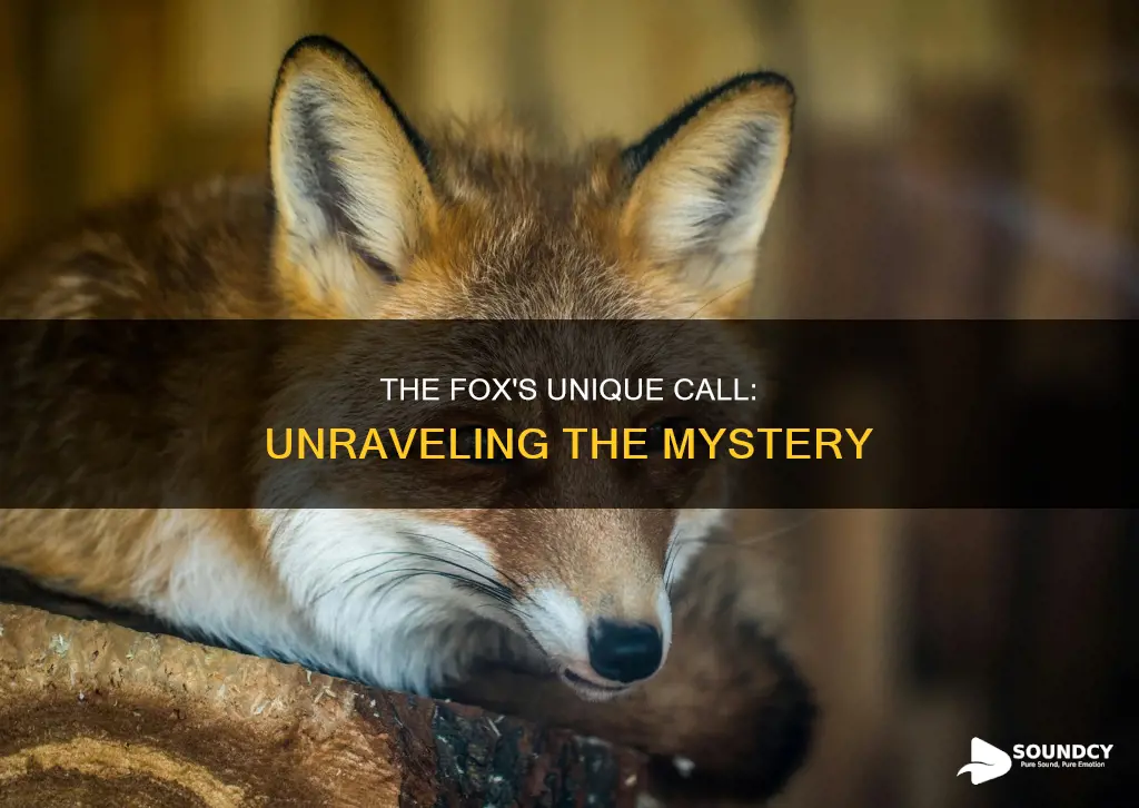 what sound does the fox say