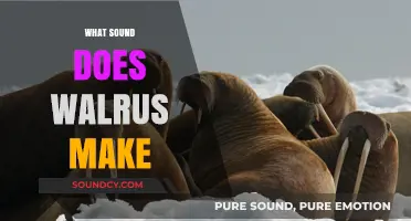 Discover the Unique Vocalizations: What Sound Does a Walrus Make?