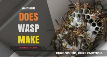 Buzzing Mysteries: Unveiling the Unique Sounds of Wasps Explained