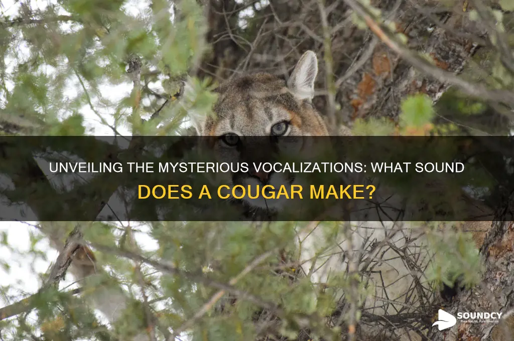 what sound doesa cougar make