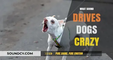 Unleashing Chaos: Sounds That Instantly Drive Dogs Crazy Explained