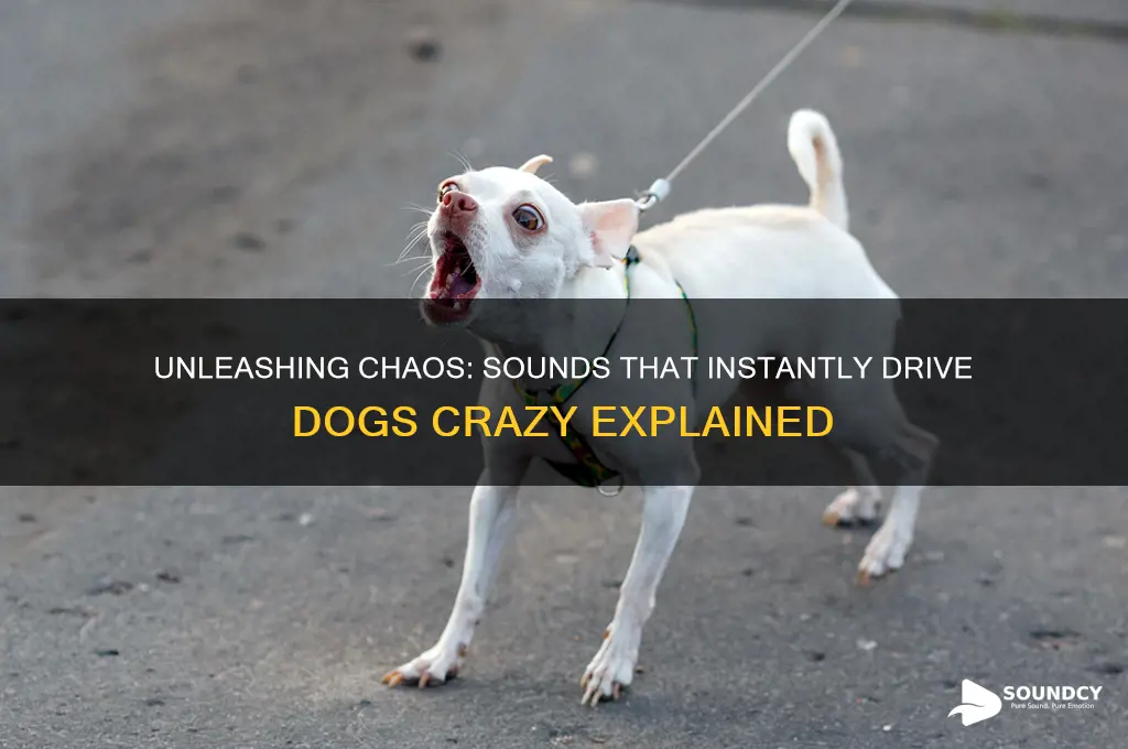what sound drives dogs crazy