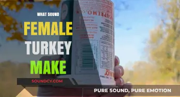 Unveiling the Unique Vocalizations: What Sound Does a Female Turkey Make?
