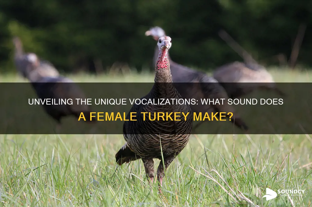 what sound female turkey make