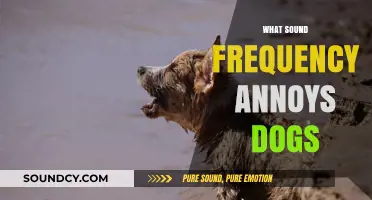 Uncovering the High-Pitched Frequencies That Irritate Dogs the Most