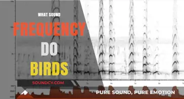 Exploring the Unique Sound Frequencies Birds Use to Communicate