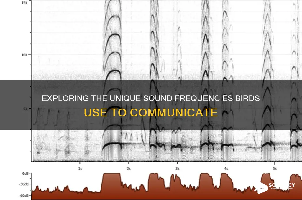what sound frequency do birds
