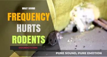 Effective Rodent Repellent: Harmful Sound Frequencies to Keep Pests Away