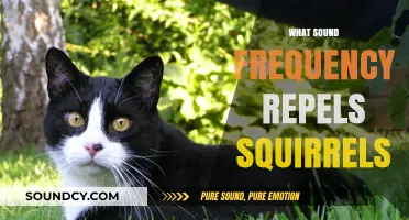 Effective Sound Frequencies to Deter Squirrels from Your Garden
