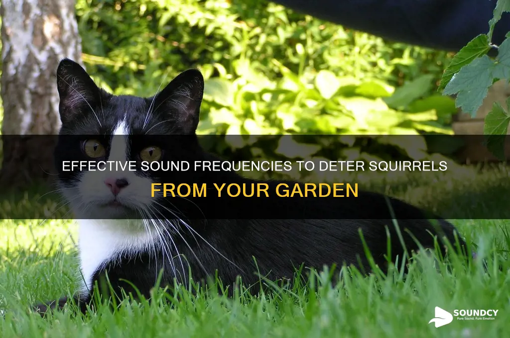 what sound frequency repels squirrels