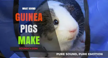 Understanding Guinea Pig Sounds: A Guide to Their Unique Vocalizations