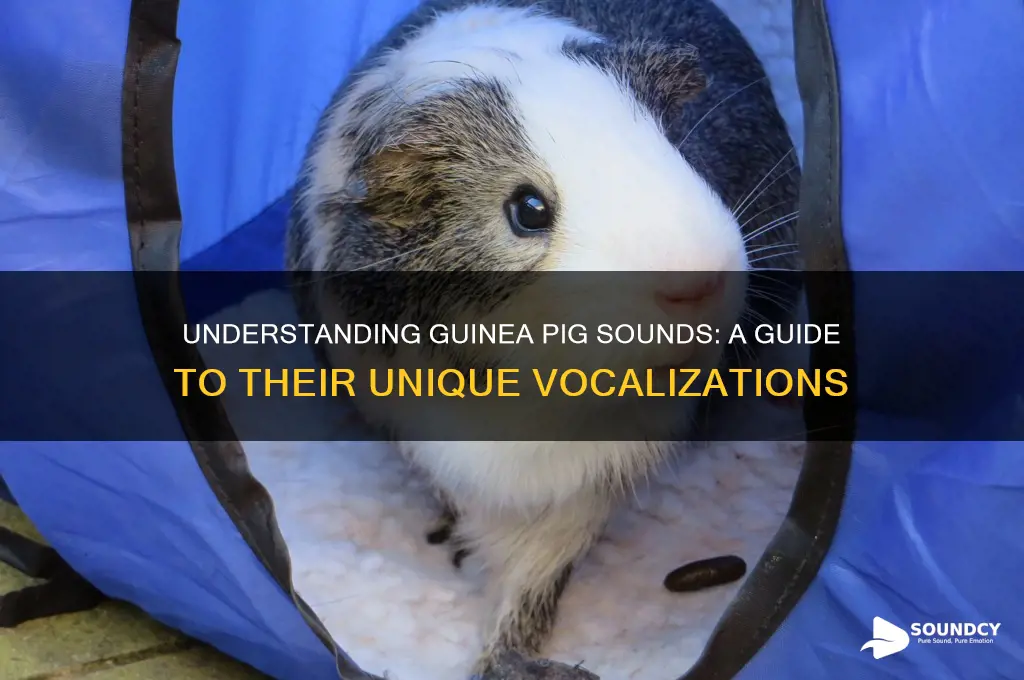 what sound guinea pigs make