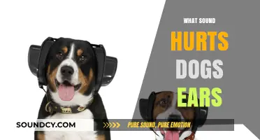 Protect Your Pup: Understanding Sounds That Harm Dogs' Sensitive Ears