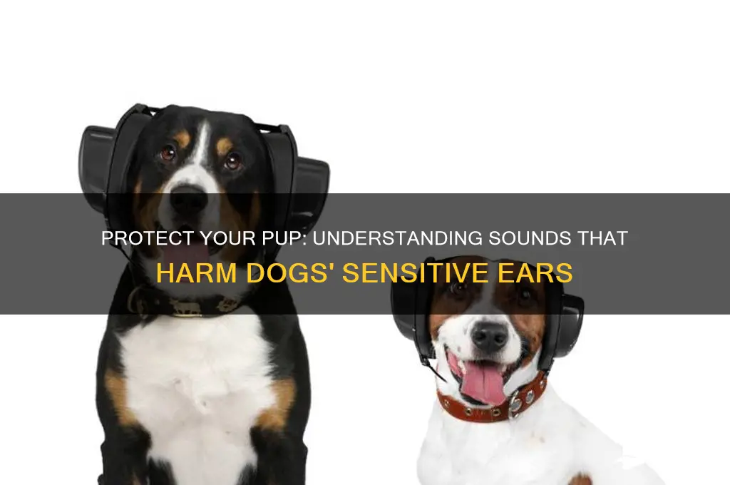 what sound hurts dogs ears