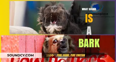Understanding the Canine Bark: What Sound Does a Dog Make?