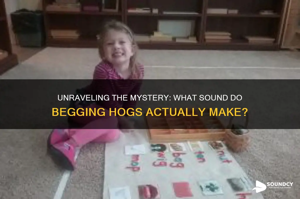 what sound is begging hogs