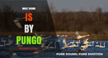 Exploring the Unique Sound of Pungo: Origins, Meaning, and Cultural Impact