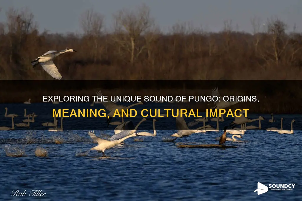 what sound is by pungo