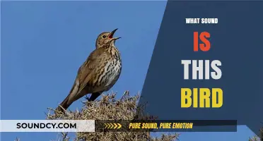Identify That Tweet: Decoding Bird Sounds for Curious Nature Enthusiasts