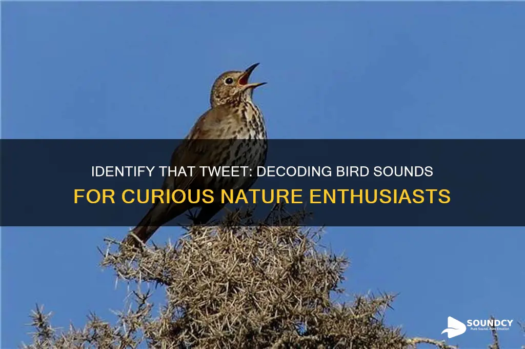 what sound is this bird