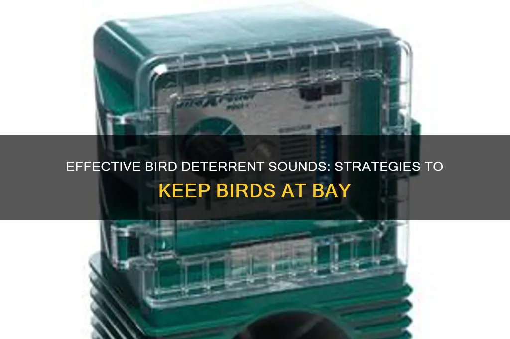 what sound keeps birds away