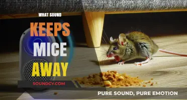 Effective Sounds to Repel Mice: Proven Methods to Keep Rodents Away