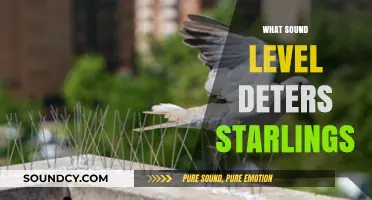 Effective Sound Levels to Deter Starlings: A Comprehensive Guide