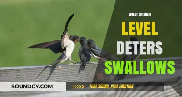 Effective Sound Levels to Deter Swallows: A Comprehensive Guide