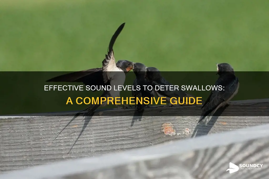 what sound level deters swallows
