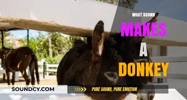 Unveiling the Unique Bray: What Sound Does a Donkey Make?