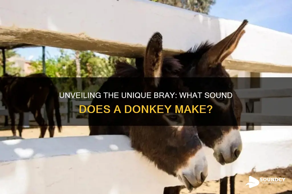 what sound makes a donkey