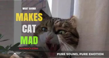 Decoding Cat Aggression: Sounds That Trigger Your Feline's Fury